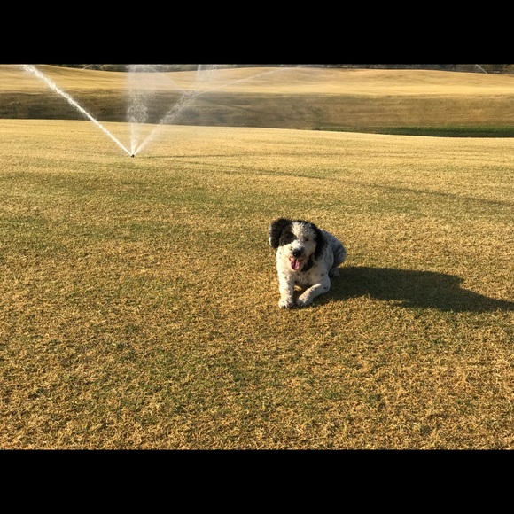 Meet your Posher, Sheree - Picture 4 of 6